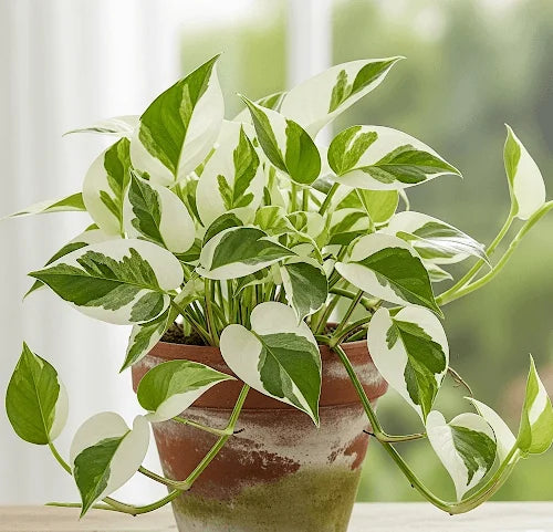 ENJOY POTHOS ( MONEY PLANT) IN 3" POT