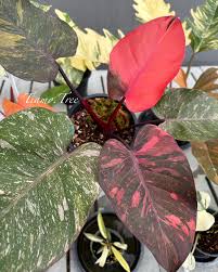 Philodendron Orange Princess Medium Sized Plant With Pot
