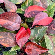 Philodendron Orange Princess Medium Sized Plant With Pot