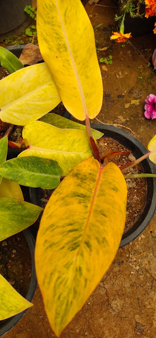 Philodendron Orange Marmalade ( Tissue Culture Plant in Jiffy Bag)
