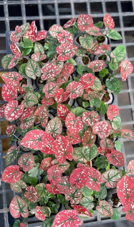 Most Wanted RARE CALADIUM COMBO 999/- IN JIFFY BAGs
