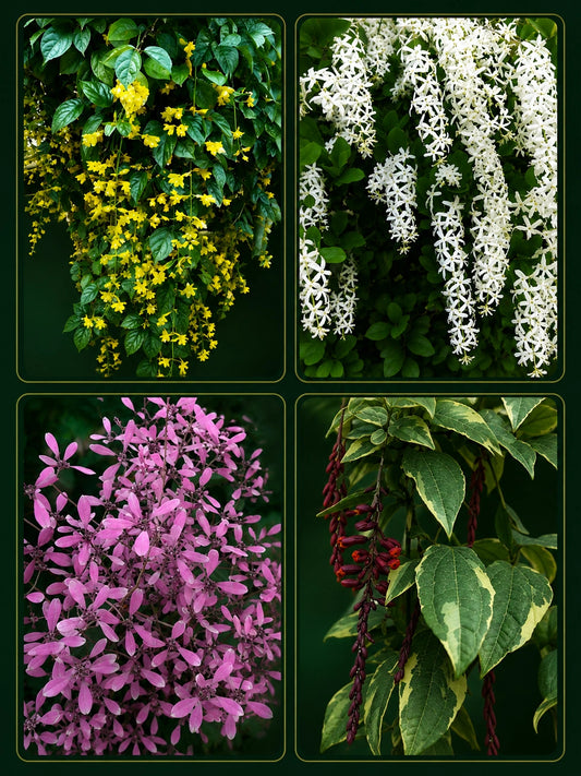 Most Wanted Flowering Combo - Thunbergia Variegated, Petria White, Congea, Golden cascade / in Poly bags