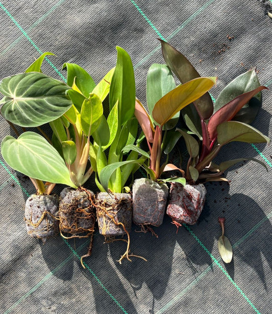 PREMIUM PHILODENDRON COMBO 5 INDOOR PLANTS 490/- IN JIFFY BAGS WITH FREE GIFT