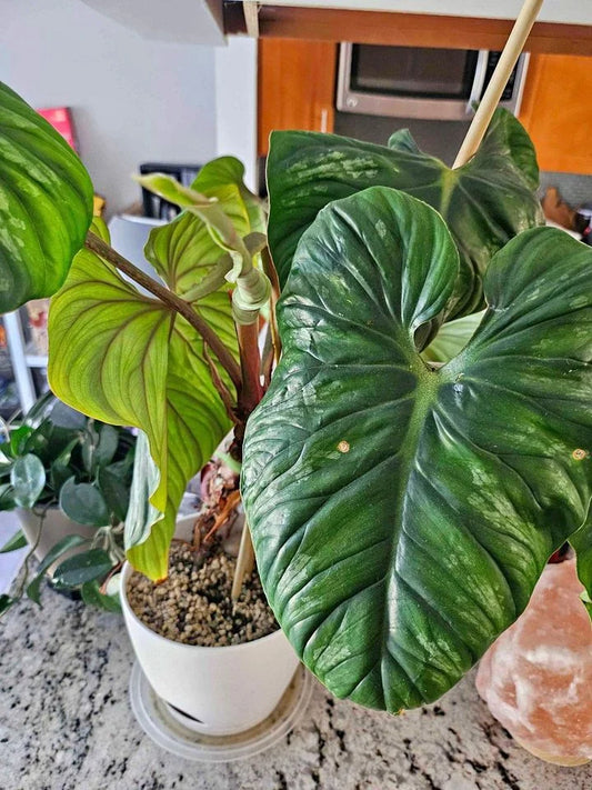 Philodendron plowmanii IN 3" POT