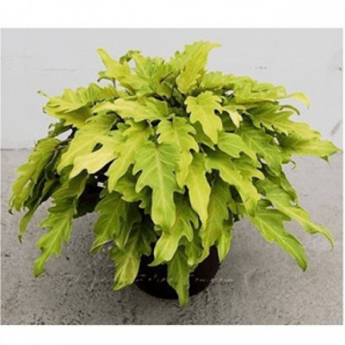 Xanadu Gold Philodendron (Tissue Culture Plant in Jiffy Bag)