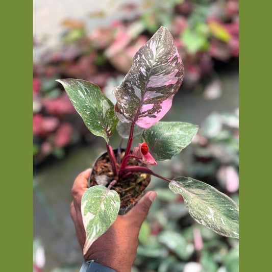 Pink Princess Marble Philodendron in 3 inch Pot