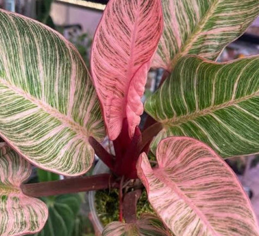 COMBO OF PINK BIRKIN PHILODENDRON & WHITE BIRKIN  12-16 CM IN 3" SQUARE POT