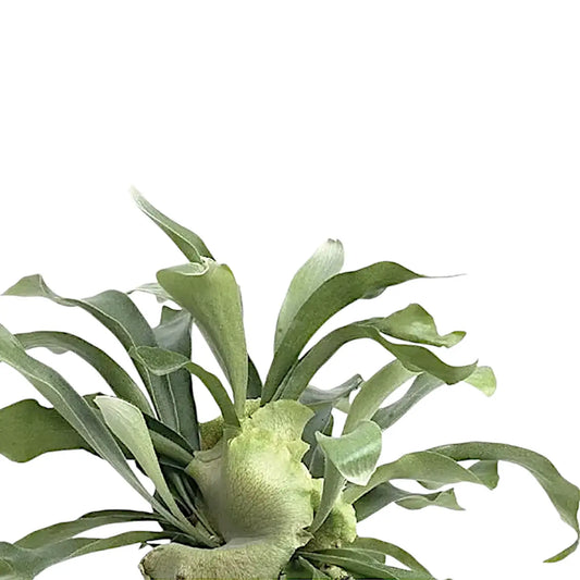 PLATYCERUM BIFURCATUM NETHERLAND IN 3" POT