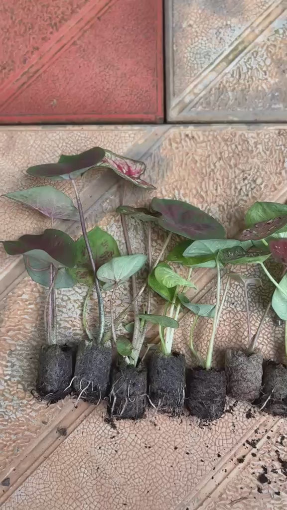 10 Thai Caladium Sprouted Bulbs Assorted COMBO 1149/- in Jiffy Bags