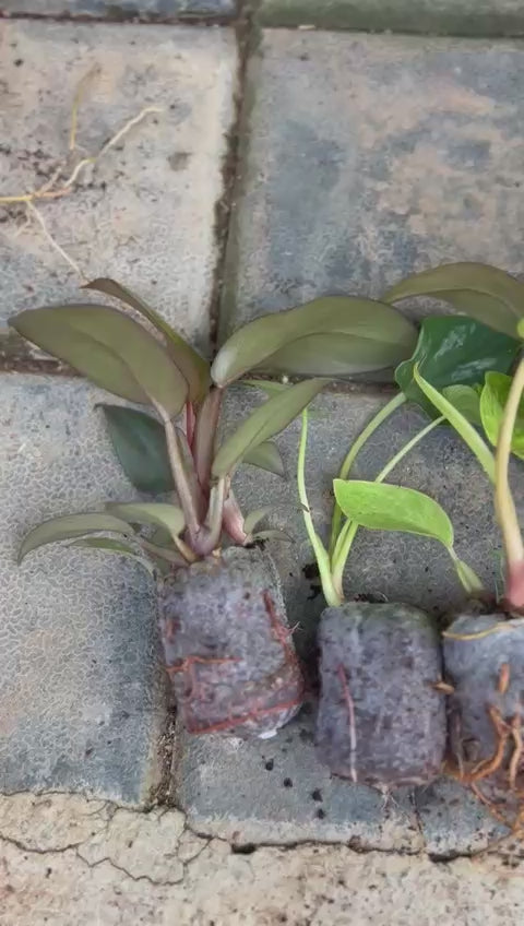 SUMMER PHILODENDRON SUPER COMBO 5 INDOOR PLANTS 550