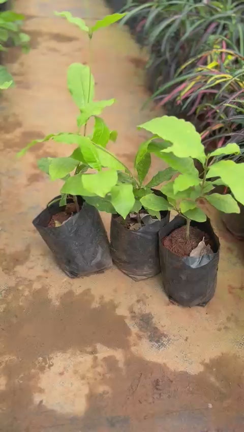 Petria plants