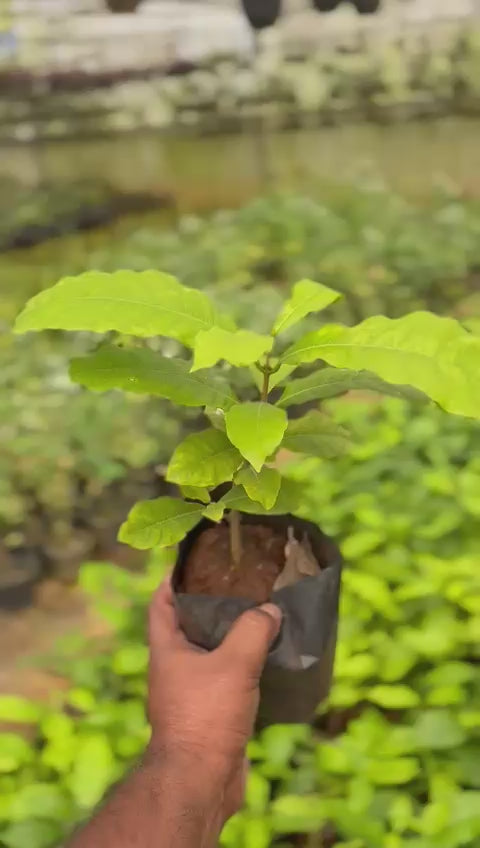 Petria White Medium Sized Plant in Nursery Bag