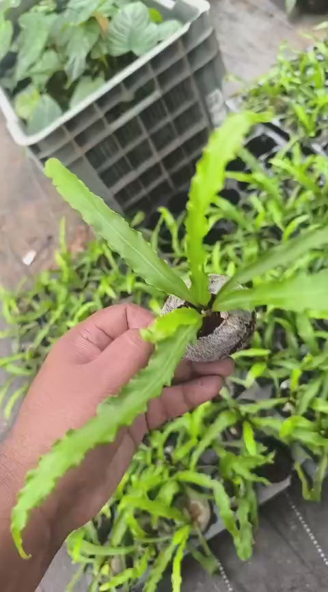 VICTORIA BIRD NEST FERN ( RUFFLED BIRD NEST) SMALL PLANT IN JIFFY BAG