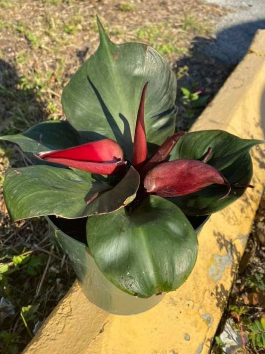 Philodendron Red Heart (Tissue Culture Plant in Jiffy Bag)