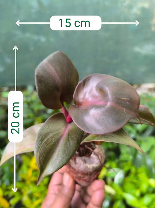 Philodendron Red Heart (Tissue Culture Plant in Jiffy Bag)