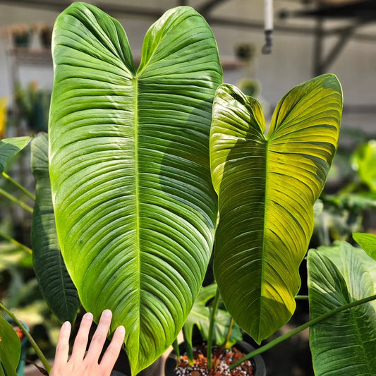 Sharoniae Philodendron in 3" POT