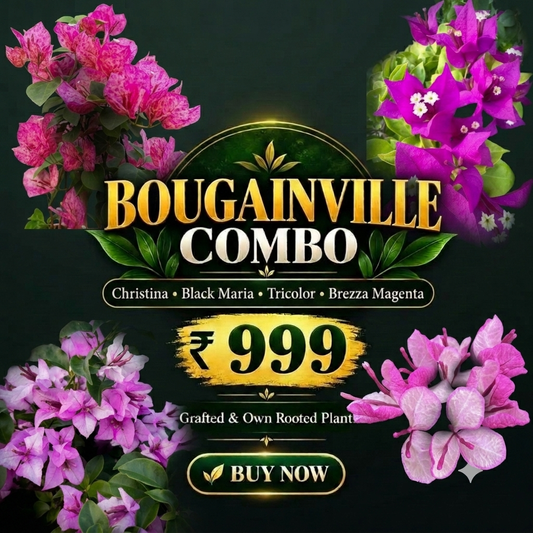 Rare Bougainville Combo -Rooted plants of Christina, Black Maria, Tricolour, Brezza majenta