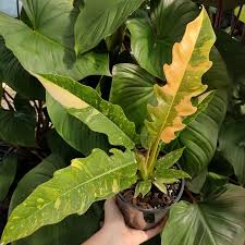 Philodendron Ring of Fire Variegated (Tissue Culture Plant in Jiffy Bag)