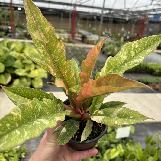 Philodendron Ring of Fire Variegated (Tissue Culture Plant in Jiffy Bag)