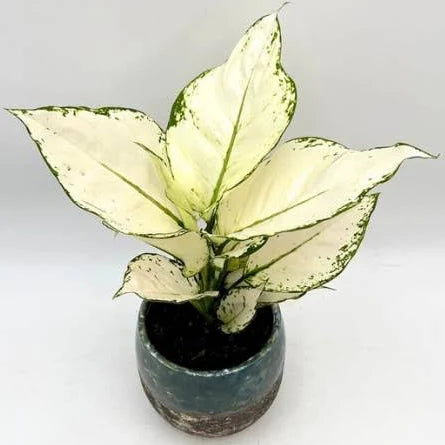 AGLONEMA SUPER WHITE 5" POT