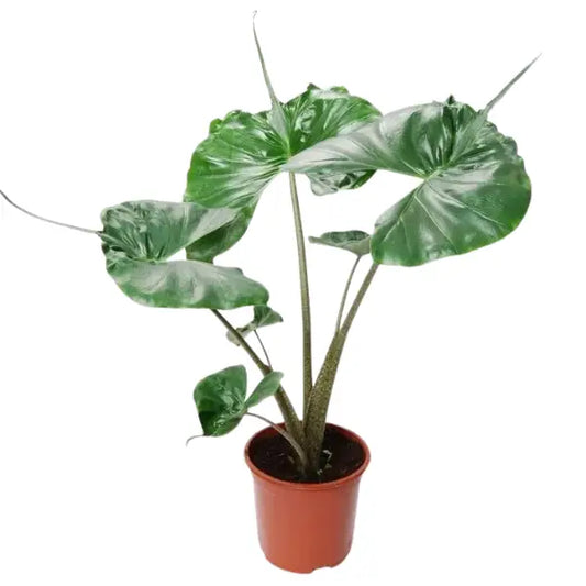 5 RARE ALOCASIA COMBO 1149/ IN JIFFY BAGS