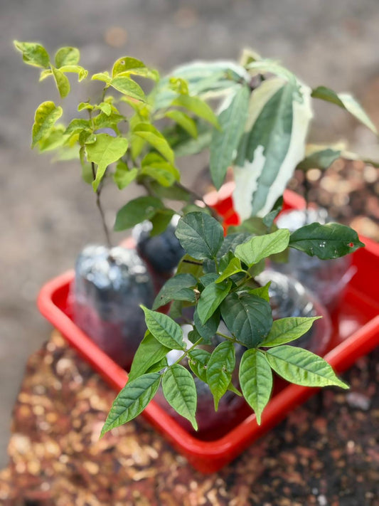 Flowering supercombo 490/- Petria blue, Trumpet vine, Congea, Manimulla, Thunbergia variegated, Cat's claw in polybag