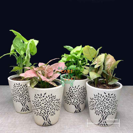 5 SYNGONIUM COMBO 222/ IN JYFFY BAG