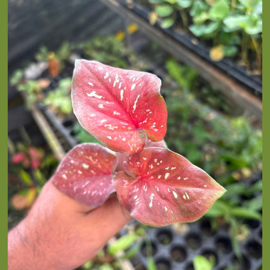 Thai Dwarf Caladium Tawasuriyan Sprouted Bulb in paper bag