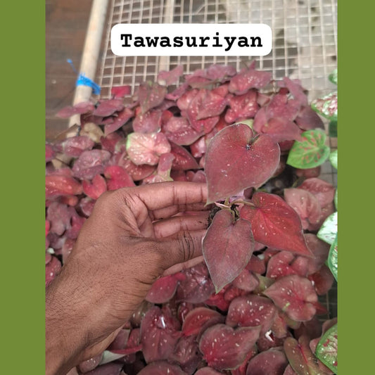 Thai Dwarf Caladium Tawasuriyan Sprouted Bulb in paper bag