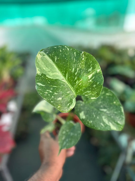 Monstera Thai Constellation Variegated Pot size Plant