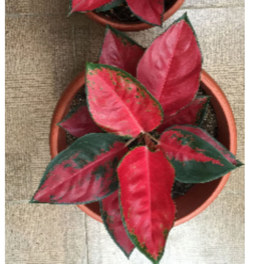 AGLONEMA THAILAND RED IN 3" POT
