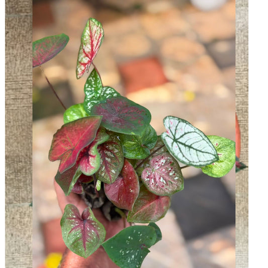 10 Thai Caladium Sprouted Bulbs Assorted COMBO 1149/- in Jiffy Bags