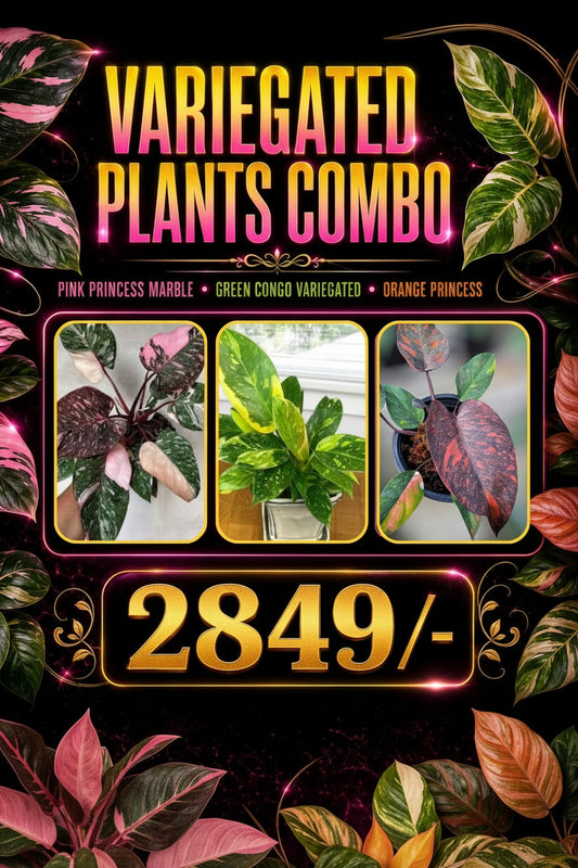 VARIEGATED PLANTS COMBO