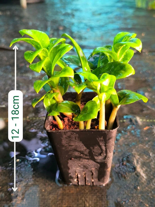 ZZ Dwarf (Zee Zee Plant dwarf)  Multi Shooted Bushy Plant Without Pot